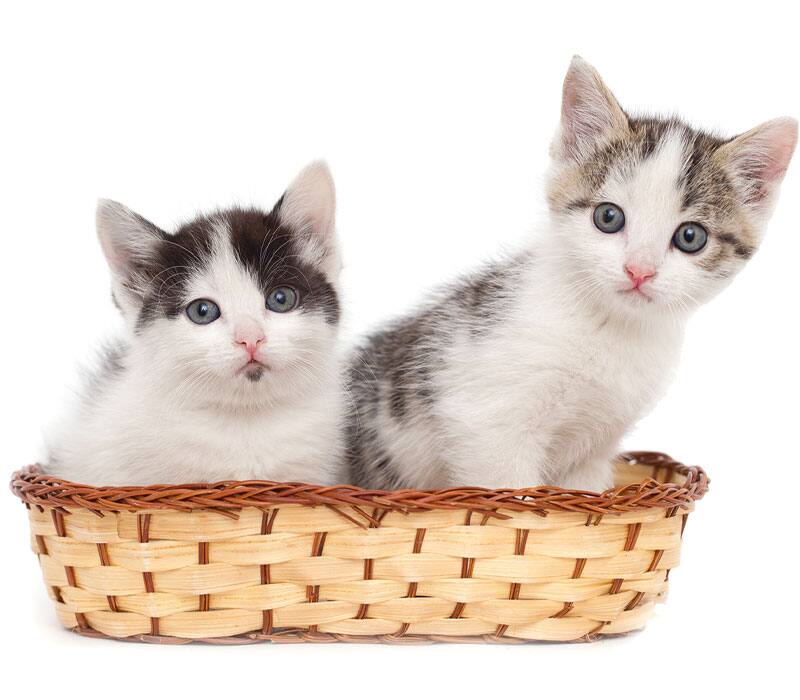 two kittens