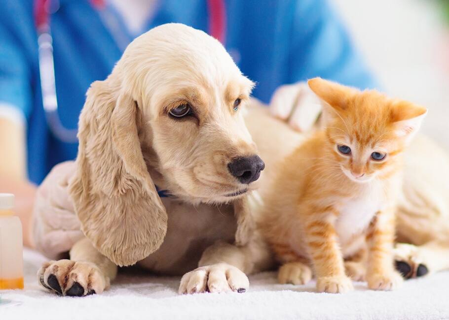 dog and kitten