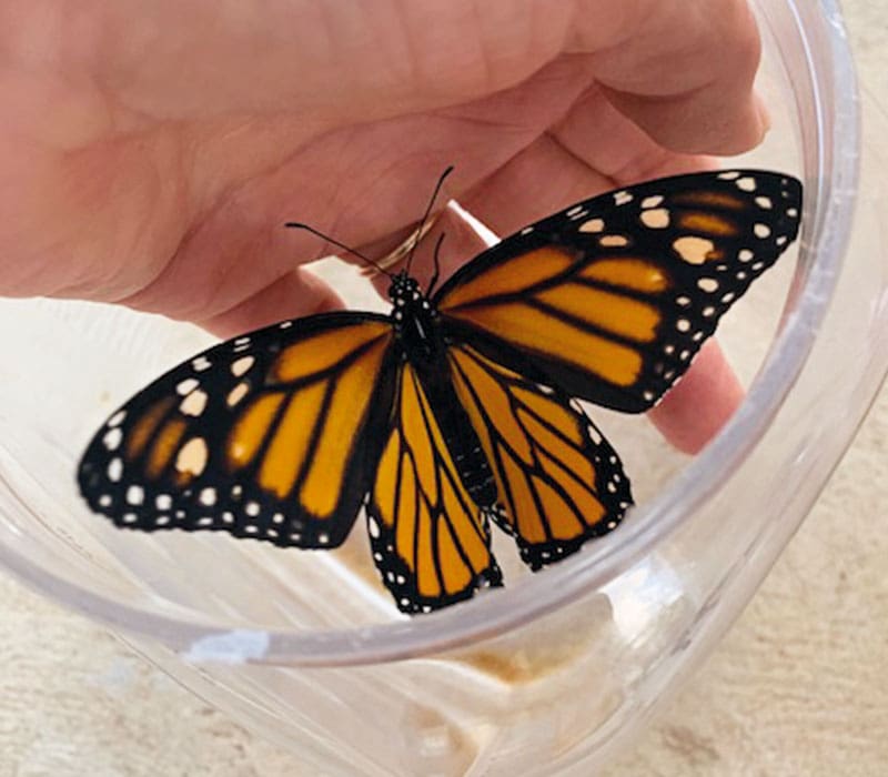 butterfly