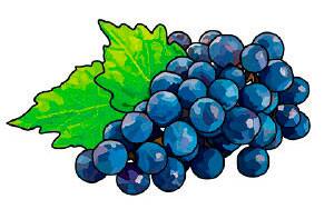 grapes