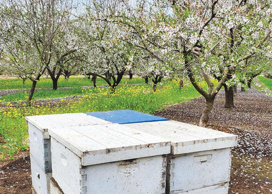 bee hive