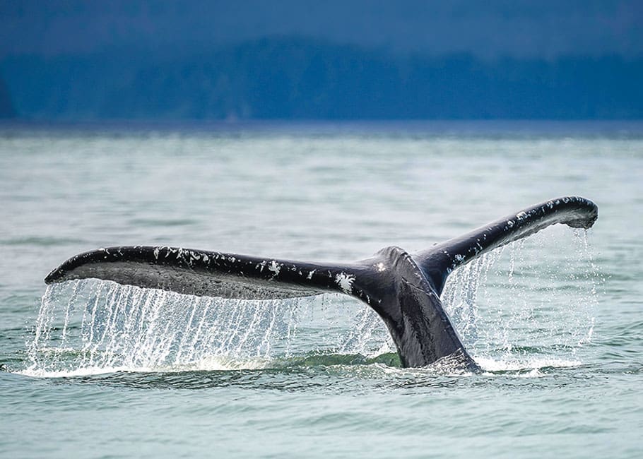 whale's tail