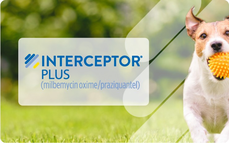 Interceptor® Plus (milbemycin oxime/praziquantel)
