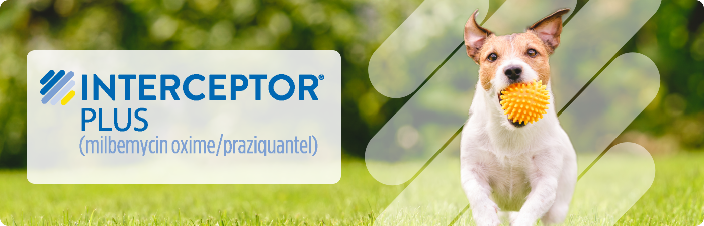 Interceptor® Plus (milbemycin oxime/praziquantel)